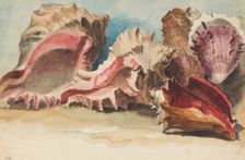 A group of conch shells, c1770-1810. Creator: Philip Reinagle