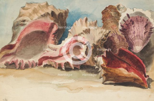 A group of conch shells, c1770-1810. Creator: Philip Reinagle.