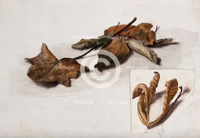 A group of dead leaves, c19th century. Creator: Unknown.