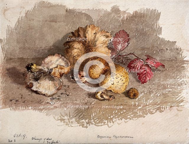 A group of fallen fungi (Pholiota squarrosa). Creator: Unknown.