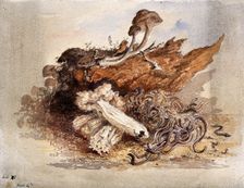 A group of fungi, possibly including Clavaria and Agaricus species, c19th century. Creator: Unknown