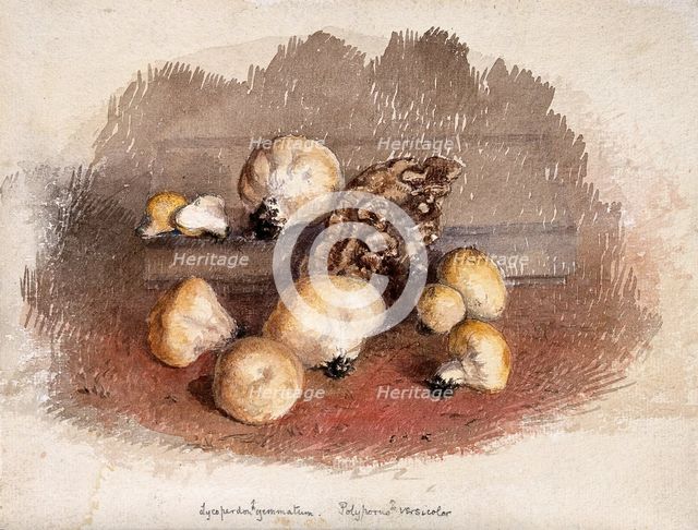 A group of puff balls (Lycoperdon perlatum) and bracket fungi (Polyporus species), c19th century. Creator: Unknown.