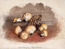 A group of puff balls (Lycoperdon perlatum) and bracket fungi (Polyporus species), c19th century. Creator: Unknown