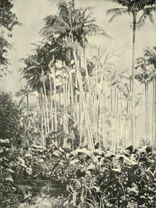 A Grove of Palms 1901. Creator: Unknown