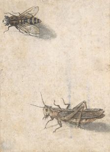 A Grasshopper and a Bee, 17th century (?). Creator: Anon