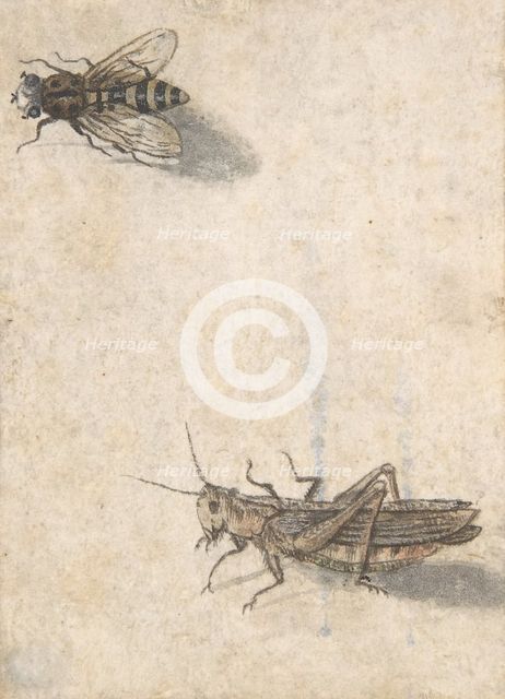 A Grasshopper and a Bee, 17th century (?). Creator: Anon.