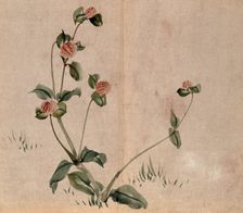 A grassland plant, possibly a clover (Trifolium species): flowering stem. Creator: Unknown