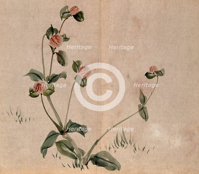 A grassland plant, possibly a clover (Trifolium species): flowering stem. Creator: Unknown.