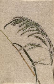 A grass (Panicum species): seed head and stalk, c19th century. Creator: Unknown