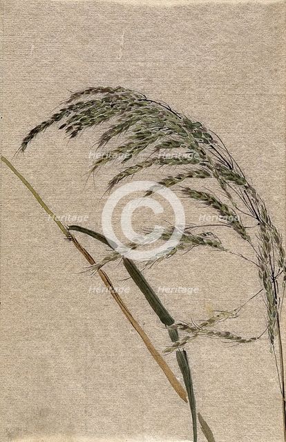 A grass (Panicum species): seed head and stalk, c19th century. Creator: Unknown.