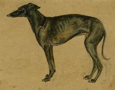 A greyhound in profile, c1814-1830. Creator: John Frederick Lewis