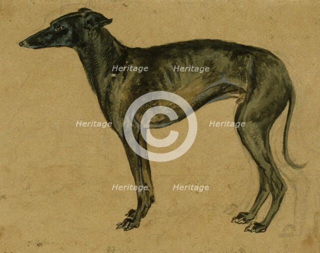 A greyhound in profile, c1814-1830. Creator: John Frederick Lewis.