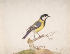 A Great Titmouse (Parus major) Perched on a Branch, 1670-93. Creator: Pieter Withoos