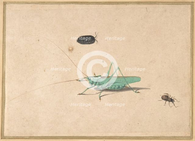 A Great Green Bush Cricket..., A Clioniona Spider, and a Beetle, 17th century (?). Creator: Anon.