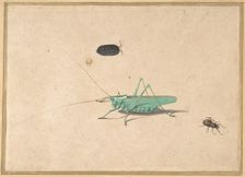 A Great Green Bush Cricket..., A Clioniona Spider, and a Beetle, 17th century (?). Creator: Anon