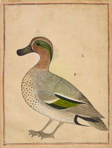 A Green-winged Teal, ca. 1730. Creator: Unknown