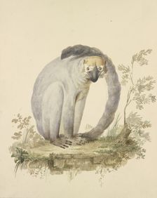 A guenon, 18th century. Creator: Tako Hajo Jelgersma