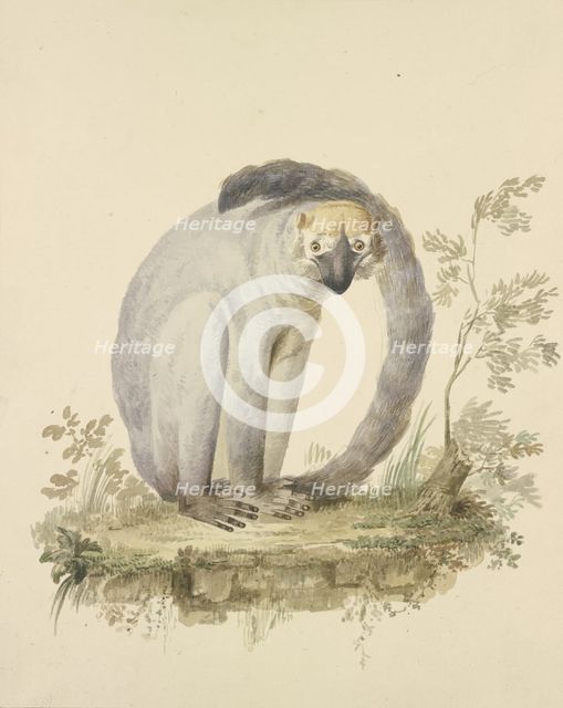 A guenon, 18th century. Creator: Tako Hajo Jelgersma.