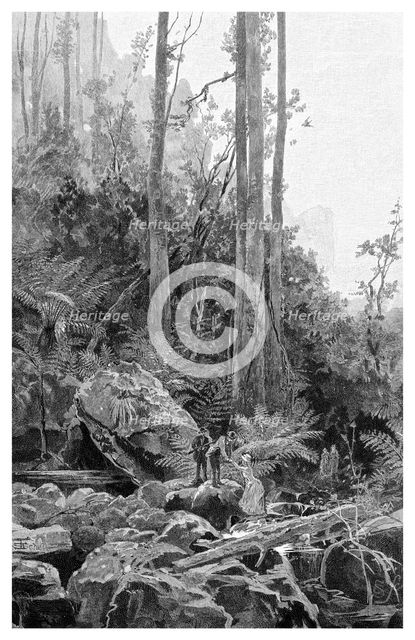 A gully in the Blue Mountains, Australia, 1886.Artist: Frederic B Schell