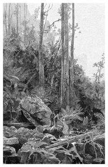 A gully in the Blue Mountains, Australia, 1886.Artist: Frederic B Schell
