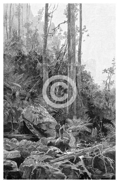 A gully in the Blue Mountains, Australia, 1886.Artist: Frederic B Schell