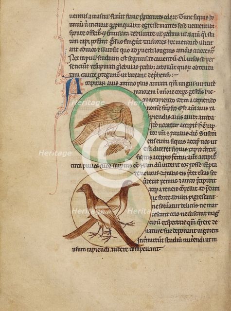 A Hawk; Magpies; Northumberland Bestiary, about 1250-1260. Creator: Unknown.
