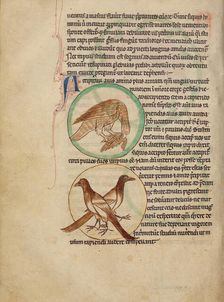 A Hawk; Magpies; Northumberland Bestiary, about 1250-1260. Creator: Unknown