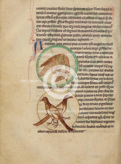 A Hawk; Magpies; Northumberland Bestiary, about 1250-1260. Creator: Unknown.
