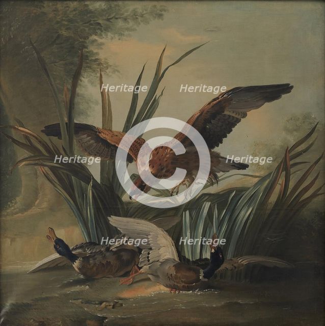 A Hawk Pouncing on a Pair of Ducks, 1701-1755. Creator: Unknown.