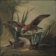 A Hawk Pouncing on a Pair of Ducks, 1701-1755. Creator: Unknown
