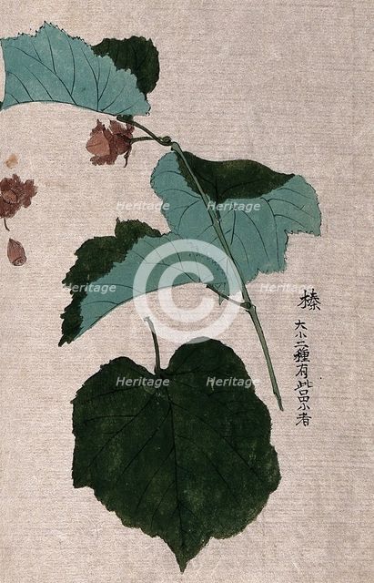 A hazel or filbert plant (Corylus species): fruiting branch with separate nut and leaf. Creator: Unknown.