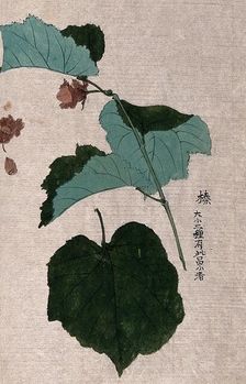 A hazel or filbert plant (Corylus species): fruiting branch with separate nut and leaf. Creator: Unknown