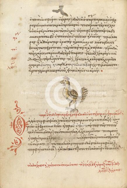 A Hen, 1510-1520. Creator: Unknown.