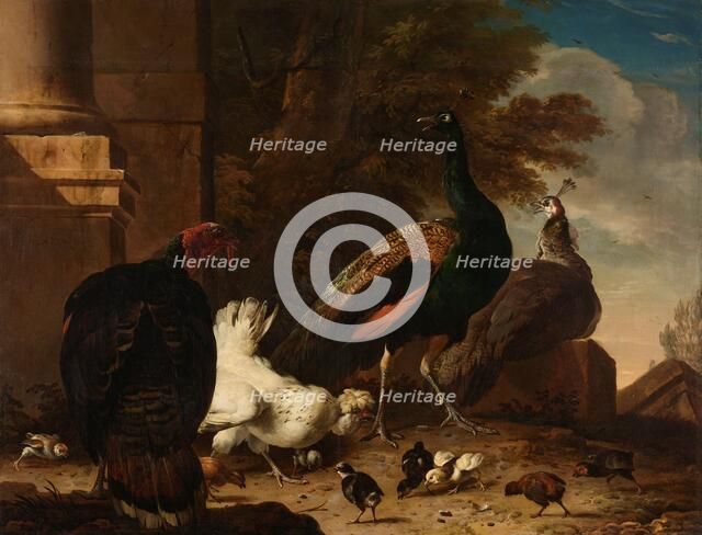 A Hen with Peacocks and a Turkey, c.1680. Creator: Melchior d'Hondecoeter.