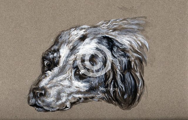 A head of a dog. Creator: Unknown.