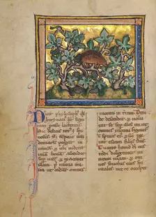 A Hedgehog; Bestiary, about 1270. Creator: Unknown