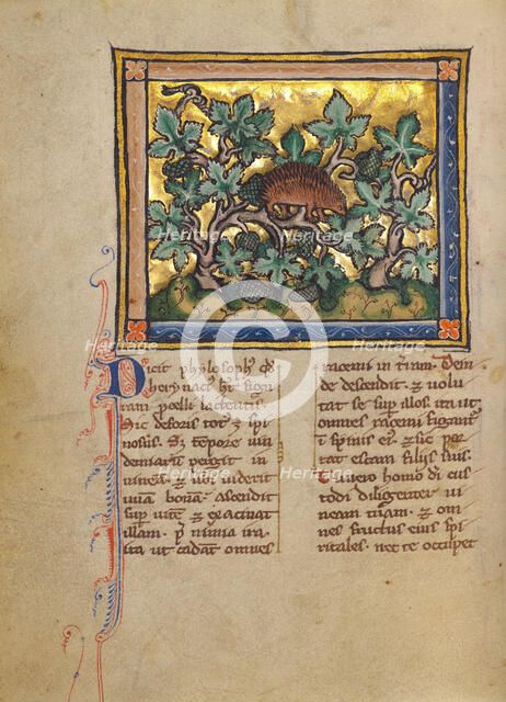 A Hedgehog; Bestiary, about 1270. Creator: Unknown.