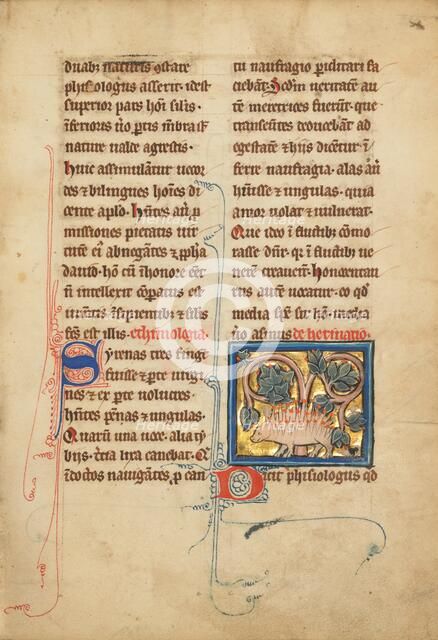 A Hedgehog; De Natura Avium; De Pastoribus et Ovibus; Bestiarium, 1277 or after. Creator: Unknown.