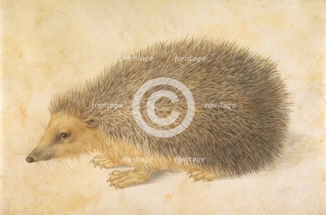 A Hedgehog (Erinaceus roumanicus), before 1584. Creator: Hans Hoffmann.