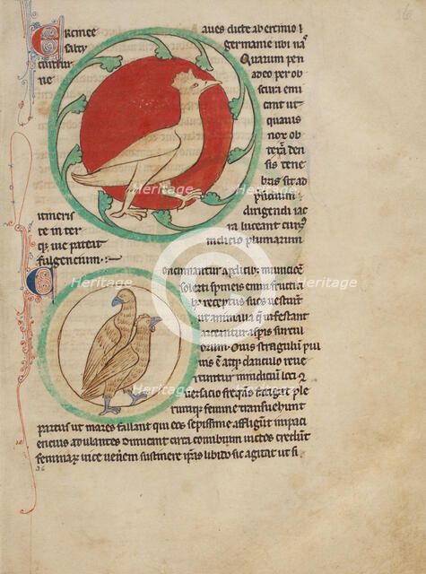 A Hercinia; Partridges; Northumberland Bestiary, about 1250-1260. Creator: Unknown.