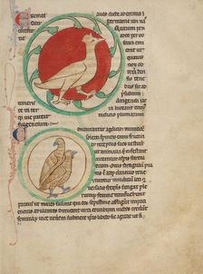 A Hercinia; Partridges; Northumberland Bestiary, about 1250-1260. Creator: Unknown