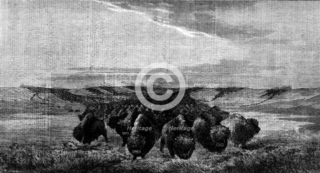 "A Herd of Bisons crossing a River Bottom on the Upper Missouri", by W. J. Hays, 1862. Creator: W Thomas.