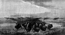 "A Herd of Bisons crossing a River Bottom on the Upper Missouri", by W. J. Hays, 1862. Creator: W Thomas