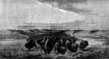 "A Herd of Bisons crossing a River Bottom on the Upper Missouri", by W. J. Hays, 1862. Creator: W Thomas