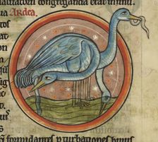 A heron on the water. A wading water bird with long neck and beak, c1230s. Creator: Unknown
