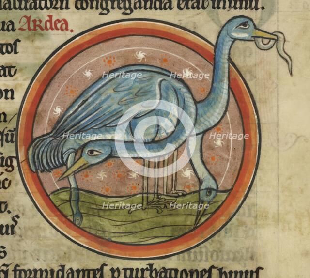 A heron on the water. A wading water bird with long neck and beak, c1230s. Creator: Unknown.