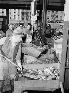 A "hooker" shovelling redfish onto the scales in the Fulton fish market, New York, 1943. Creator: Gordon Parks