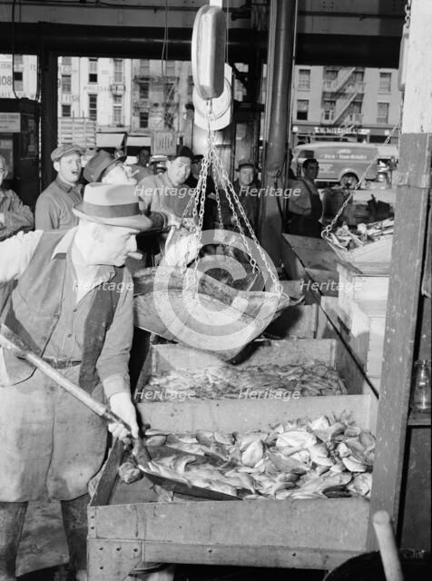 A "hooker" shovelling redfish onto the scales in the Fulton fish market, New York, 1943. Creator: Gordon Parks.
