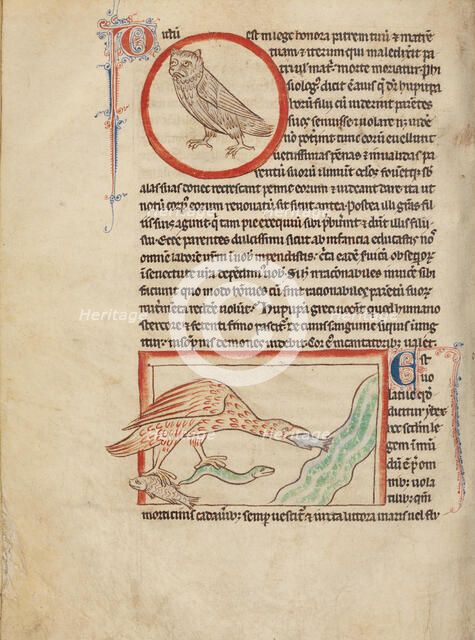 A Hoopoe; An Ibis; Northumberland Bestiary, about 1250-1260. Creator: Unknown.