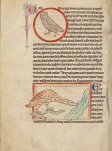 A Hoopoe; An Ibis; Northumberland Bestiary, about 1250-1260. Creator: Unknown